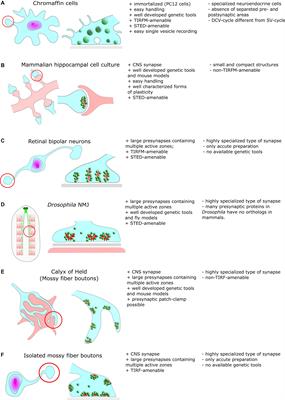 The Decade of Super-Resolution Microscopy of the Presynapse